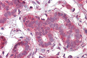 BAG4 Antibody
