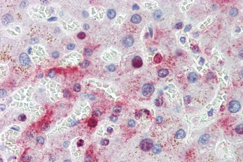 RGS13 Antibody