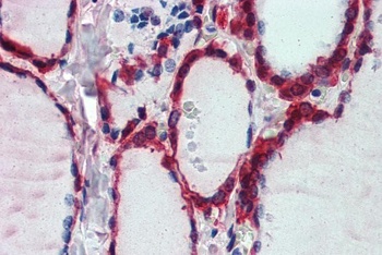 COG1 Antibody