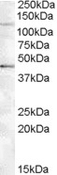 LRP4 Antibody