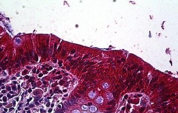 GPR120 Antibody