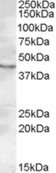 CHRNB2 Antibody