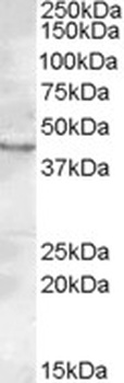 CHRNB2 Antibody
