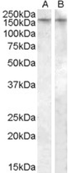 PENK Antibody