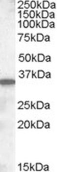 ODZ3 Antibody