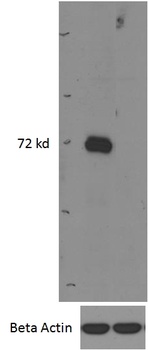 MSH5 Antibody