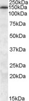D130043K22Rik Antibody