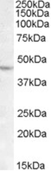 DHX58 Antibody