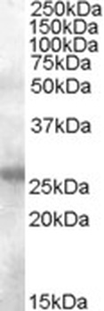 KPNA6 Antibody
