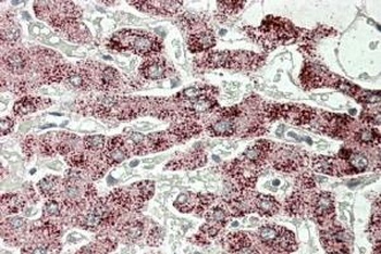 KPNA6 Antibody