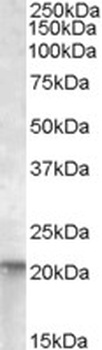 GCH1 Antibody