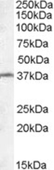 GCC2 Antibody