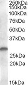 GCC2 Antibody