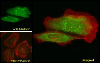 Frizzled 2 Antibody