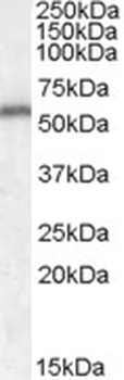 FMR1 Antibody
