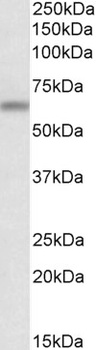 FMR1 Antibody