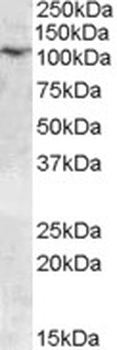 DMP1 Antibody