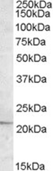 CDH23 Antibody