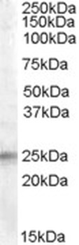 ATG16L1 Antibody
