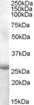 ABCA9 Antibody