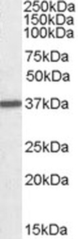 Annexin A1 Antibody