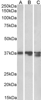 ANXA1 Antibody