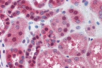 GABRA4 Antibody