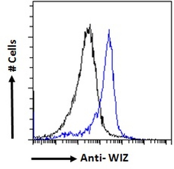 FKBP4 Antibody