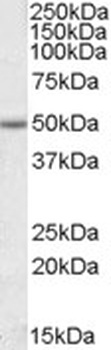 TARDBP Antibody