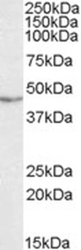 DES Antibody