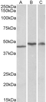 DES Antibody