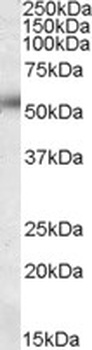 FTH1 Antibody
