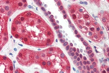 ALOX15 Antibody