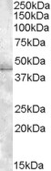 ALOX15 Antibody