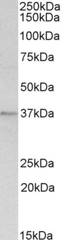 MEIS1 Antibody
