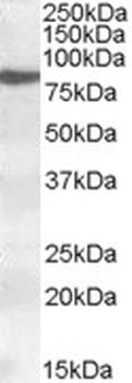 ARPC4 Antibody