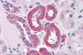 SIGLEC8 Antibody