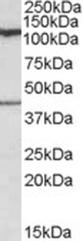 SEPT2 Antibody