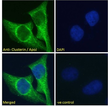 Clu Antibody