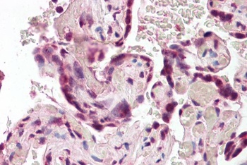 Clu Antibody