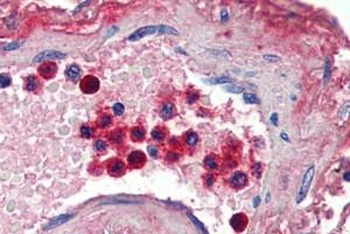 LTF Antibody
