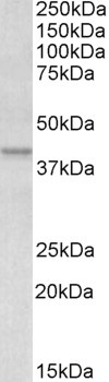 LTF Antibody