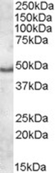 LTF Antibody