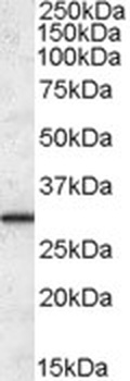 PCSK6 Antibody