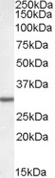 DPM1 Antibody