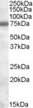 APOBEC3G Antibody