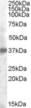 APOBEC3G Antibody