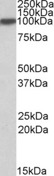 GRIA4 Antibody