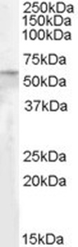RASSF8 Antibody
