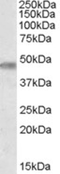 PNPLA3 Antibody